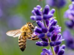 Settimana della biodiversità e delle api: una riflessione anche per il mondo del lavoro