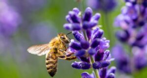 Settimana della biodiversità e delle api: una riflessione anche per il mondo del lavoro
