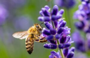 Settimana della biodiversità e delle api: una riflessione anche per il mondo del lavoro